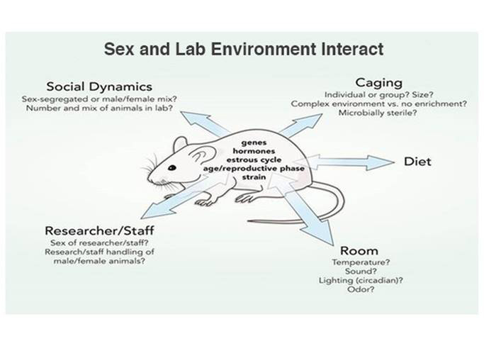 blue rat sex and lab environment Interact